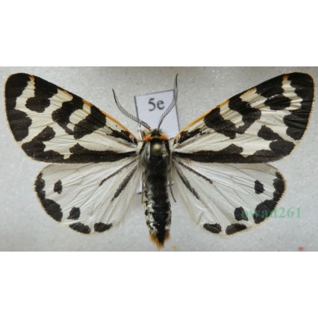 Parasemia plantaginis (Linnaeus, 1758) form white Niedźwiedziówka babkówka, misiówka czwórka Poland5e